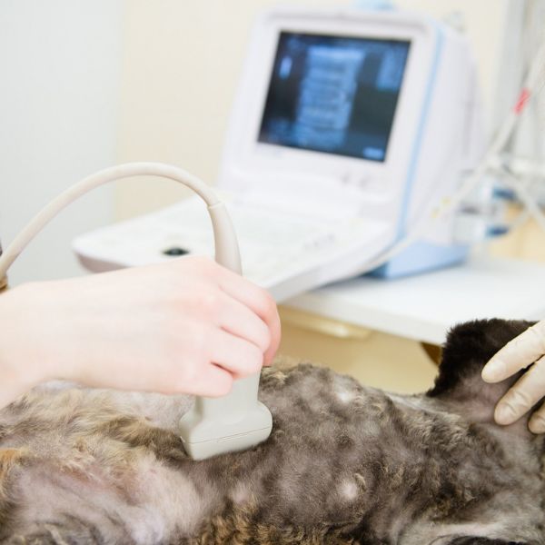 A cat having ultrasound