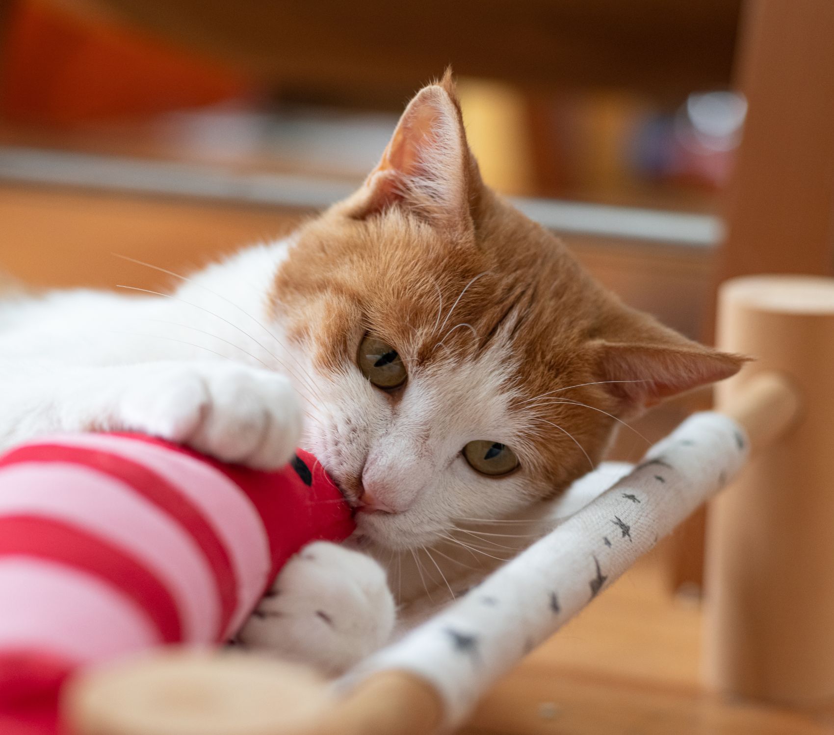 A cat playing with a toy