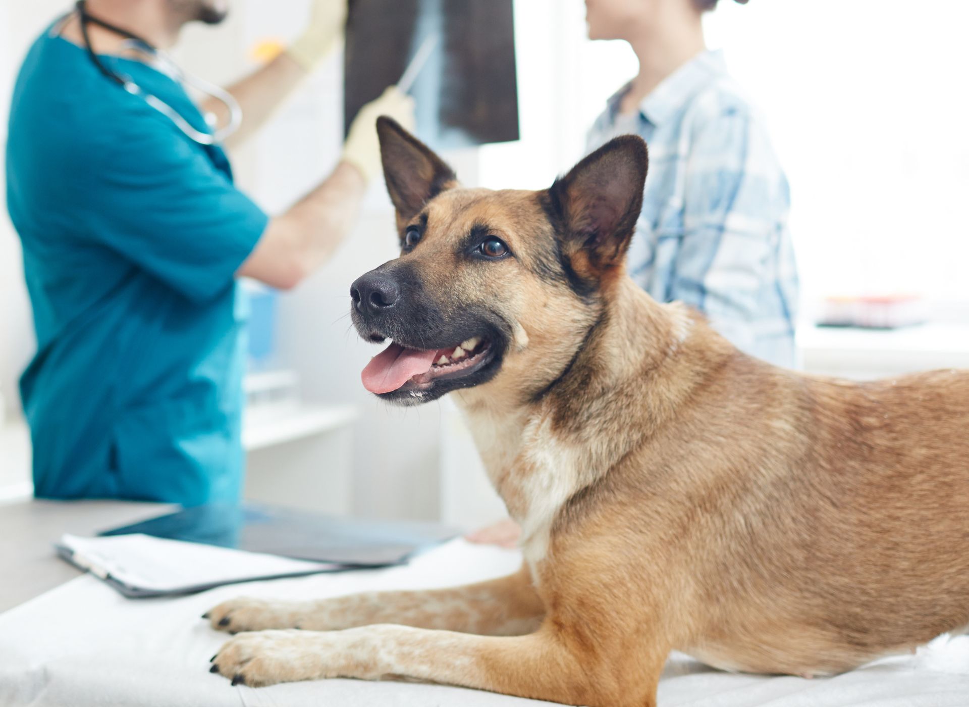 A vet discussing dog's X-ray with owner