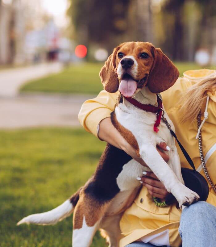 a women hold a Beagle dog