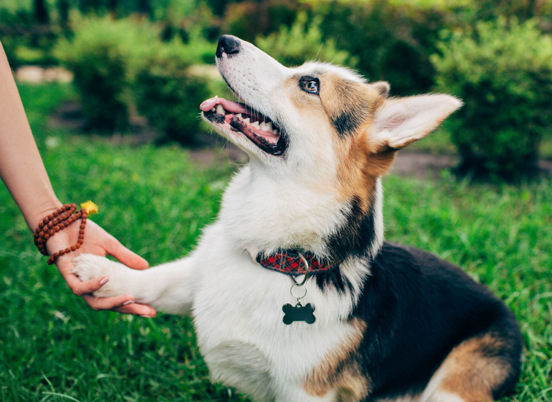 Person holding dog's paw