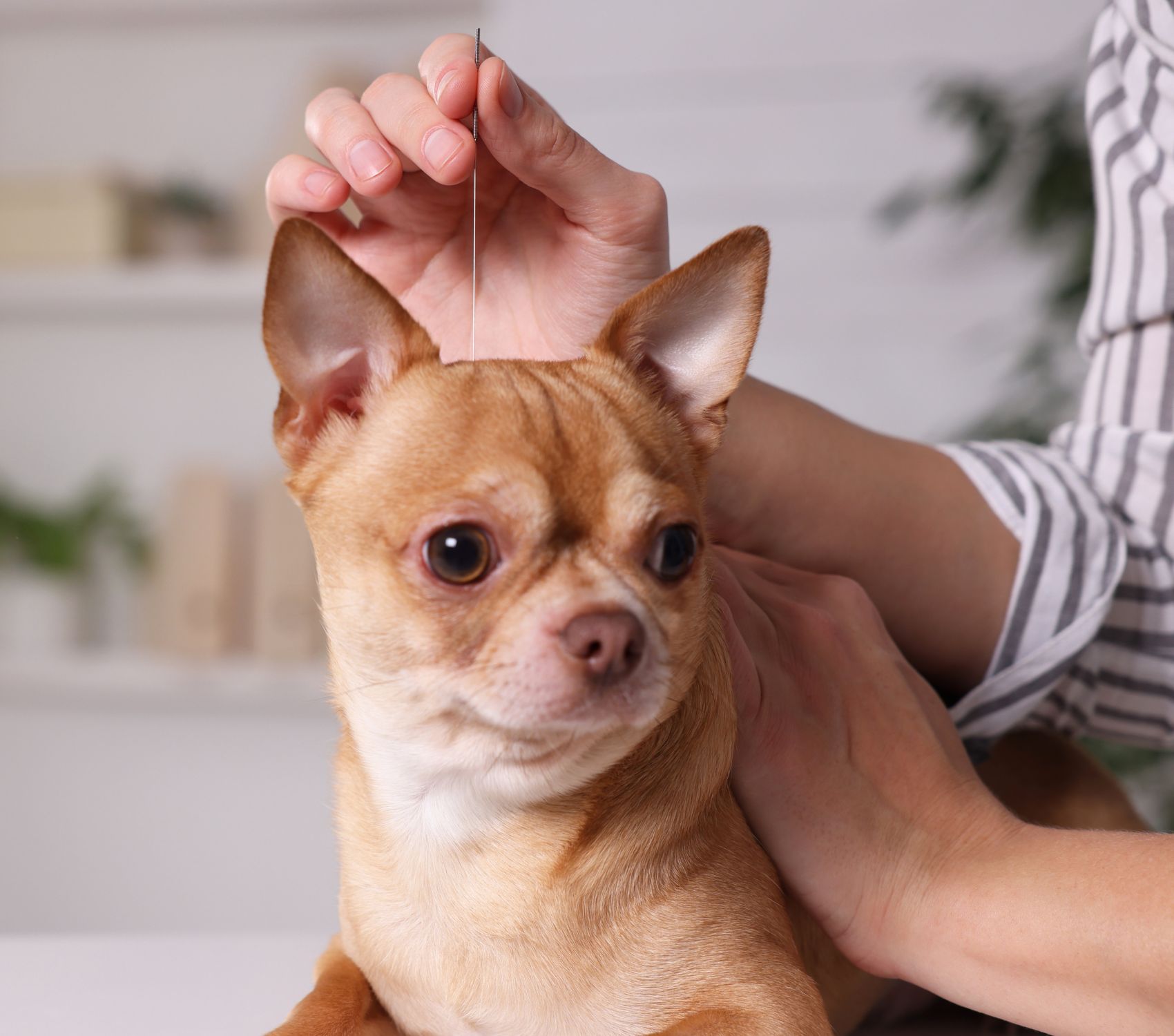 dog getting acupuncture