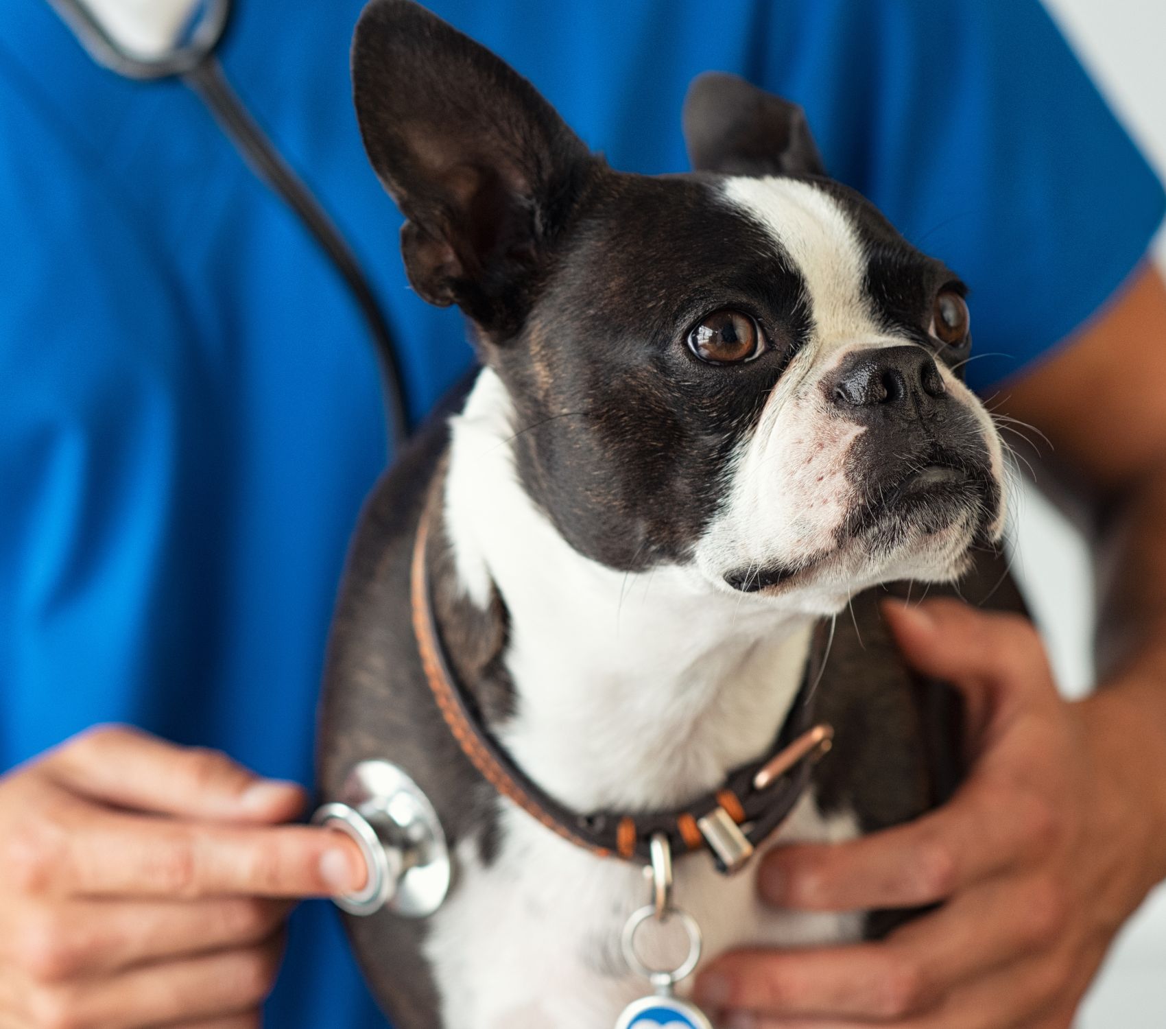 dog being examined by a vet